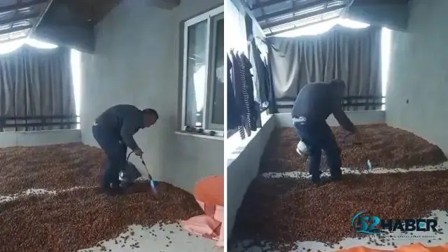 Yağış Fındığı Kurutmaya İ̇zin Vermedi, Ordulu Üretici Pürmüze Başvurdu