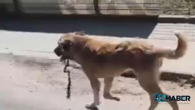 Aybastı'da Yaralanan Köpeğin Ağzındaki Çengel Çıkarıldı