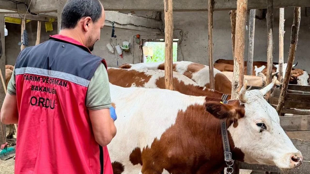 Ordu’da Şap Aşılama Çalışmaları Aralıksız Sürüyor