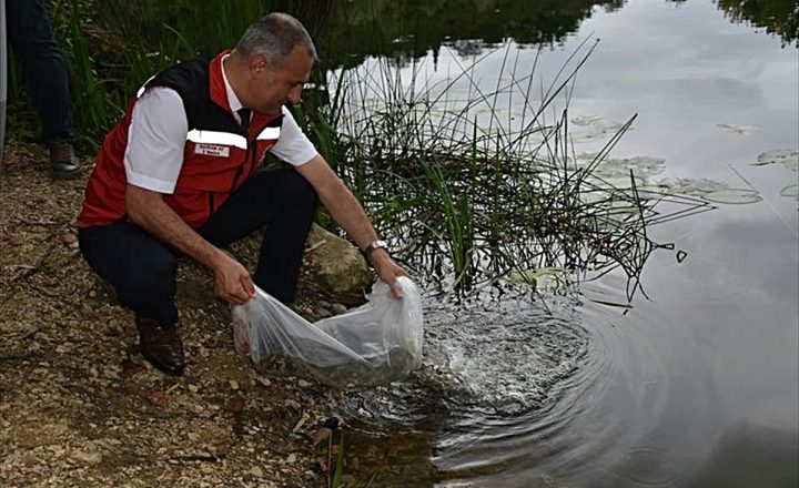 Ordu’daki göl ve göletlere 80 bin yavru sazan bırakıldı